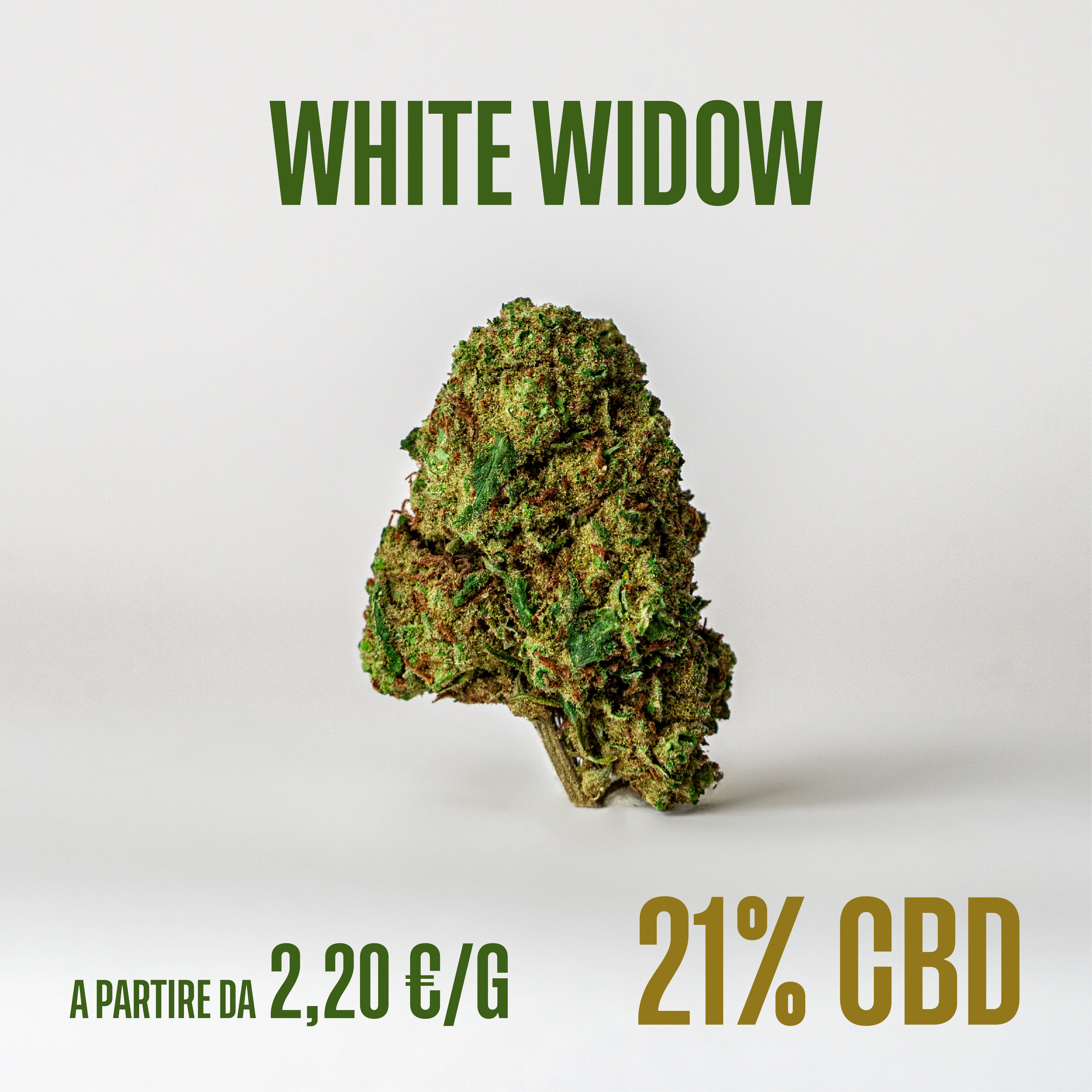 White Widow