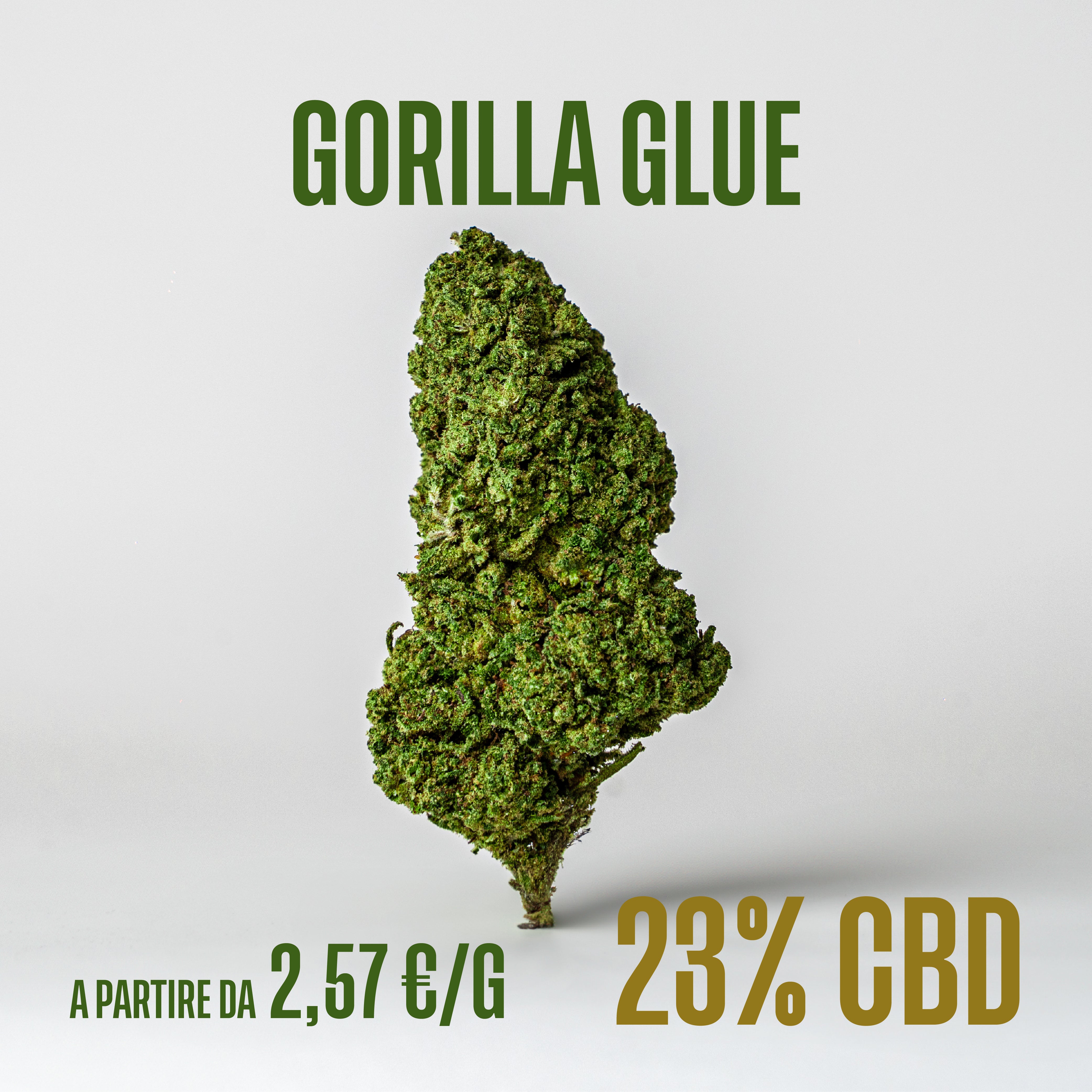 Gorilla Glue
